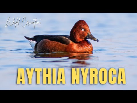 Chochlačka bielooka (Aythya nyroca) — gaštanový samec s bielym okom