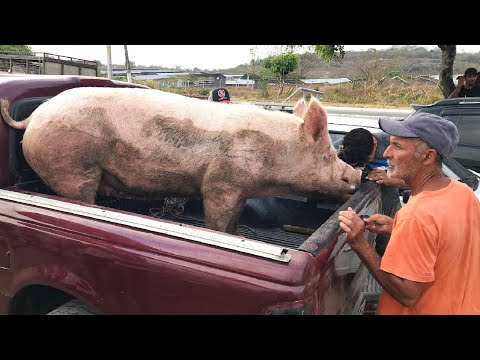FEIRA DE SUÍNOS EM CUPIRA -PE  10-12-2025 #nordeste