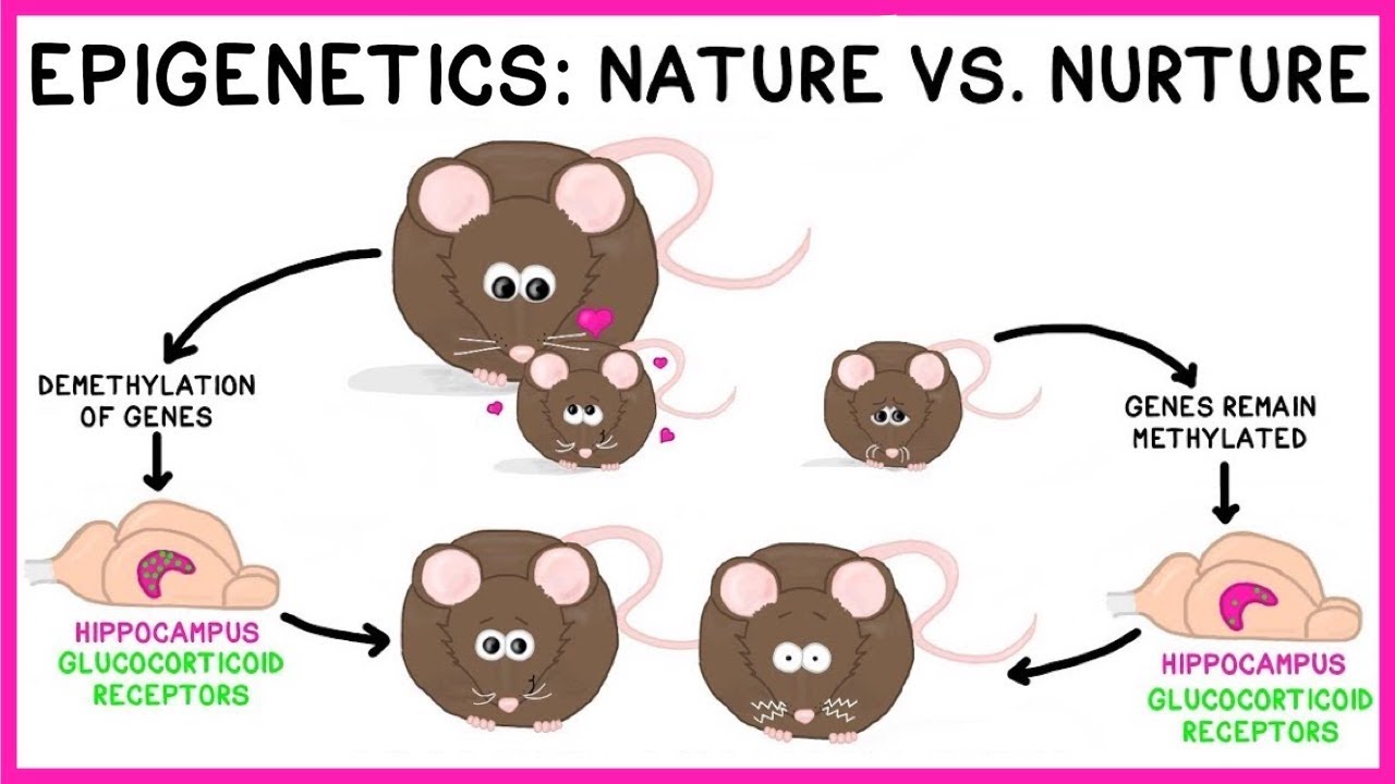 Epigenetics: Nature vs. Nurture
