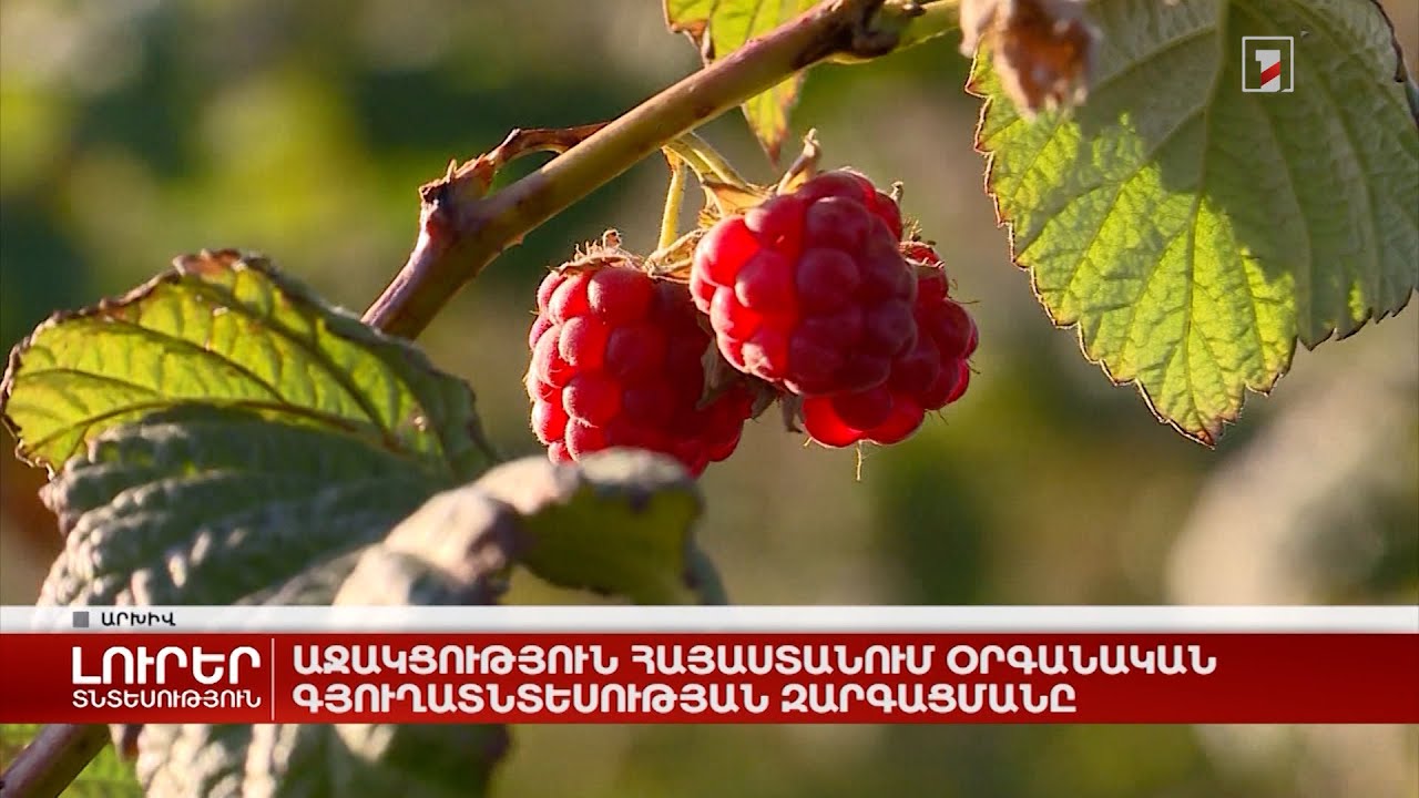 Աջակցություն Հայաստանում օրգանական գյուղատնտեսության զարգացմանը