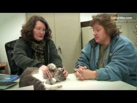 LYDIA HIBY, Animal Communicator: Gershwin the Cat