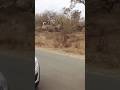 Greater Kudu Jumping