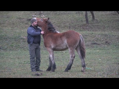 Caii lui Mircea de la Cornesti, Cluj  part. I - 2017