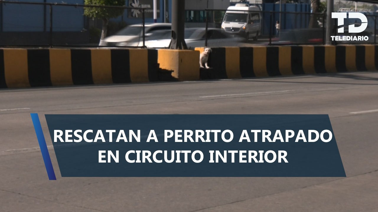 Rescatan a un perrito atrapado entre carriles de Circuito Interior