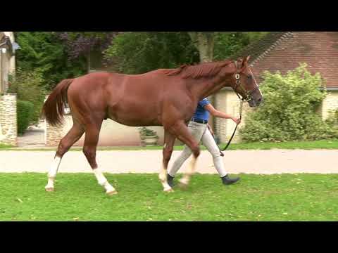 2020 Deauville Select Sale - Lot 316 c.ULTRA x BERCHED