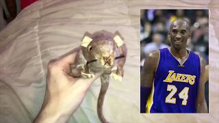 Dr. Cyril Wecht Performs An Autopsy on The Kobe Bryant Helicopter Crash