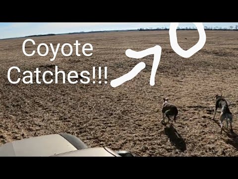 Greyhound Hunting Coyotes 4K!(Warning!!! Coyotes Die In This Video)