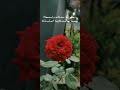 Dil Ko Karaar Aaya WhatsApp Status Dil Ko Karaar Aaya Lyrics