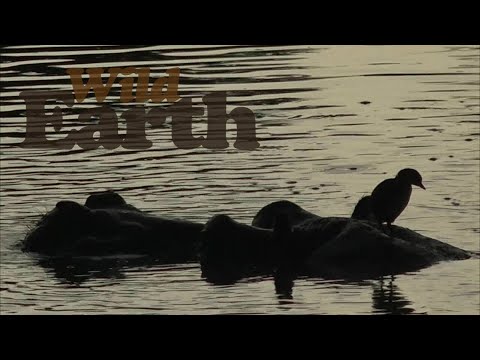 Spielerische Interaktion zwischen Nilpferd und Lappentaucher