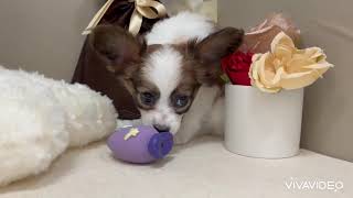 パピヨンの動画01