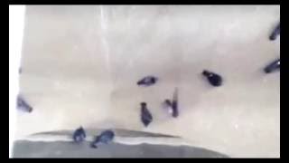 Pigeons sucked into grain grinder