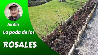 CÓMO CULTIVAR BELLAS ROSAS - La poda de los rosales - 2/6