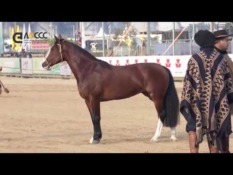 Final Freio de Ouro 2019 - Etapa Morfológica (Fêmeas)