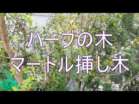 ピートマートル 植物