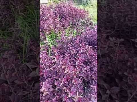 #good morning flowers#shortvideo