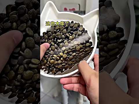 O Cachorro foi Enganado! 🐶🍗