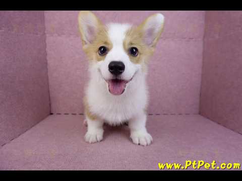 08/05雙色柯基犬公幼犬(新北新店)