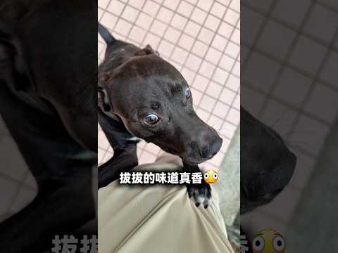 不在家超過一天，我的狗反應會是？ #黑狗 #寵物友善日常 #pets