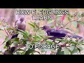 The Boat-tailed Grackle: NARRATED