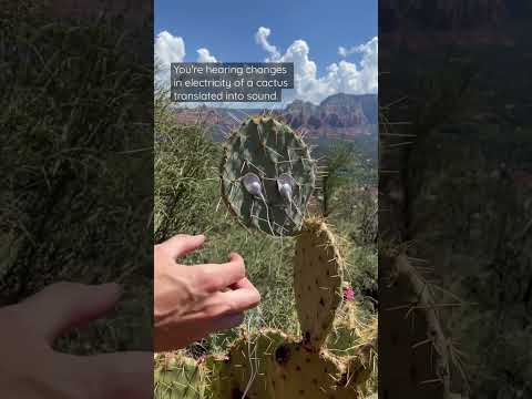 Cactus Music with a PlantWave plant music device #cactus #cacti #plantwave #plantmusic #sedona #az