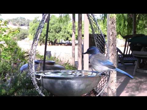 Kapuciarka dubová (Aphelocoma californica) — spev a hlas v prírode