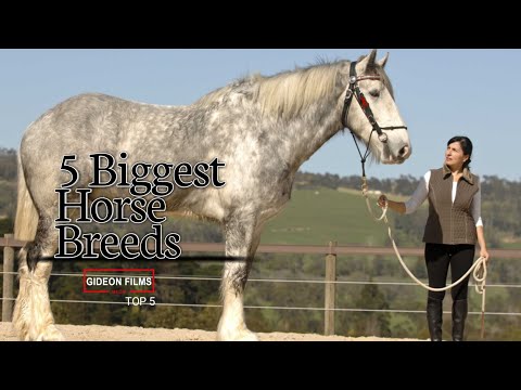 , title : '5 Biggest Horse Breeds | World"s Biggest Horse | Biggest Horse in the World'