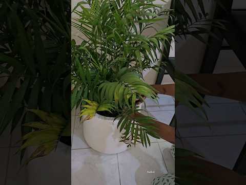 Dailyvlog#161~09Feb24#minivlog #shortvideo #miniroutine #poonduchutney #dinner #indoorplants #vlog