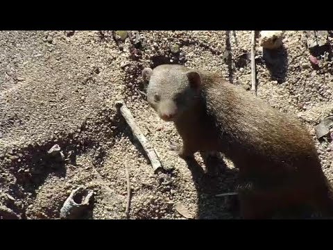 Djuma: Dwarf Mongoose group very busy - 09:09 - 05/14/19