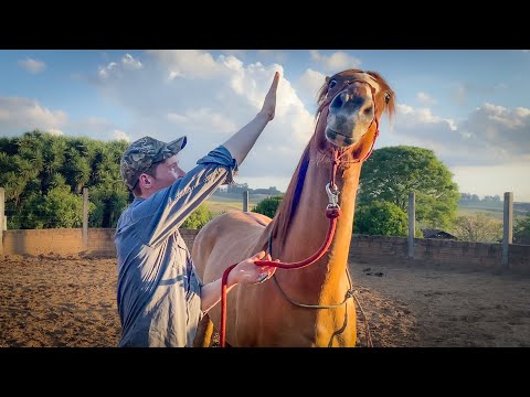 How To Fix A Reactive & Head Shy Horse In 2 Minutes!