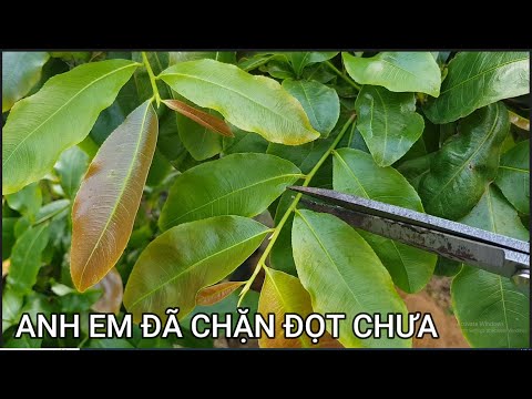 🔴 QBS23428 - BLOCK THE BOOTS FOR NORTHERN YELLOW APRICOT TREES | HOW TO TAKE CARE OF NORTHERN YEL...