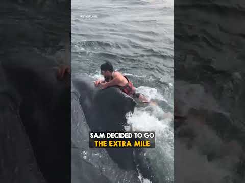 Man rides whale for all the right reasons 🐋