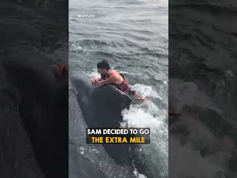 Thumbnail for Man rides whale for all the right reasons 🐋 by Ride
