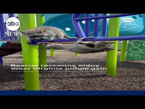 Rescue raccoons enjoy West Virginia jungle gym