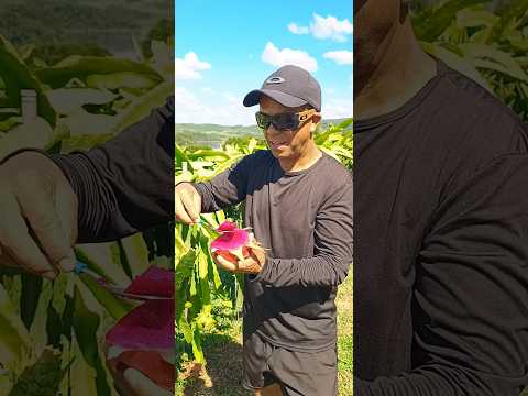 Célio colhendo Pitayas em Cerro Negro Santa Catarina. #pitayas #cerronegro