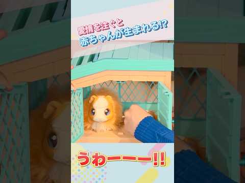 【てぃ先生とあそぼう！# 6】やさしくする力を育む！！ママモルモットのお世話をすると、かわいい赤ちゃんたちが誕生！？ /ママサプライズ！ / ショート
