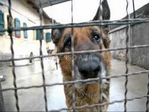 Un cane abbandonato :'(