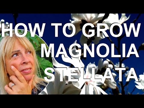How to Plant and Grow the Star Magnolia - Magnolia stellata