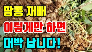 땅콩 밑거름에 이걸넣고 심으면 땅콩이 빈꼬투리없이 달려요 #땅콩파종방법 #땅콩심는시기 #땅콩심는시기 #땅콩밑…