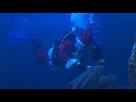 WATCH: Santa Claus brings Christmas gifts to the sea world of a German aquarium