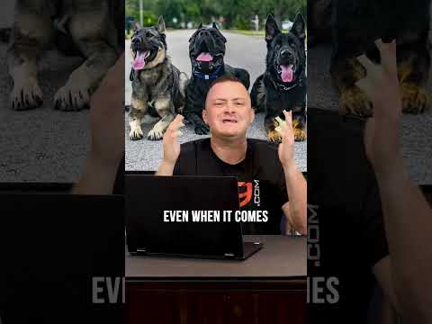 Top 3 XL Dog Breeds We DON’T Recommend