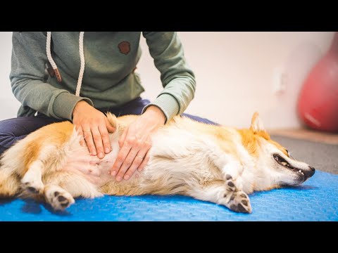 Dog Bloated Stomach Home Remedies