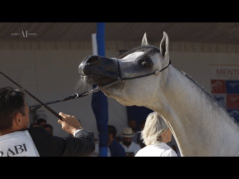 🍋 DUBAI STUD 🍋 Aftermovie, 2022 MENTON