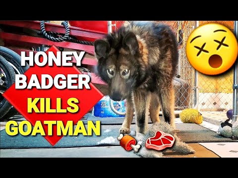 Honey Badger KILLS Goatman