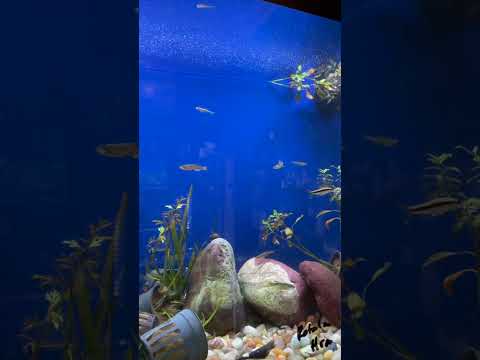 Be Careful With Danios #shorts