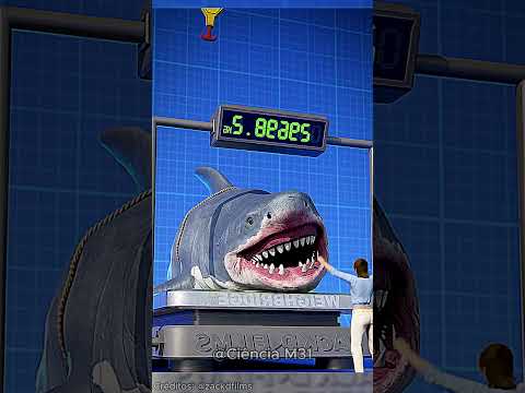 HOW BIG IS A MEGALODON?🤯#curiosities #curiosity #facts #didyouknow