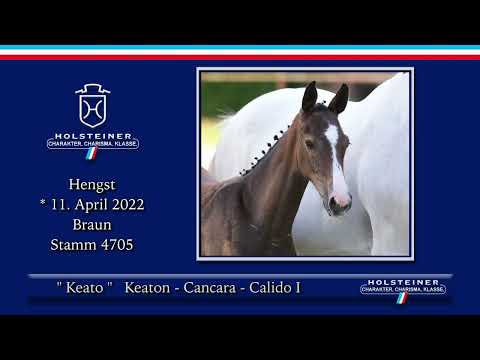 Holsteiner Elite-Fohlenauktion 2022 | Nr. 15 Keato