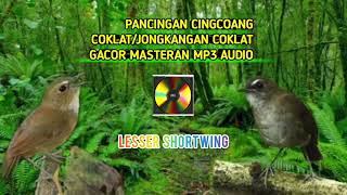 Download lagu PANCINGAN PIKAT CINGCOANG COKLAT/JONGKANGAN COKLAT GACOR 100% AMPUH SUARA JERNIH mp3
