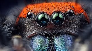 Spider The Video Game All Cutscenes