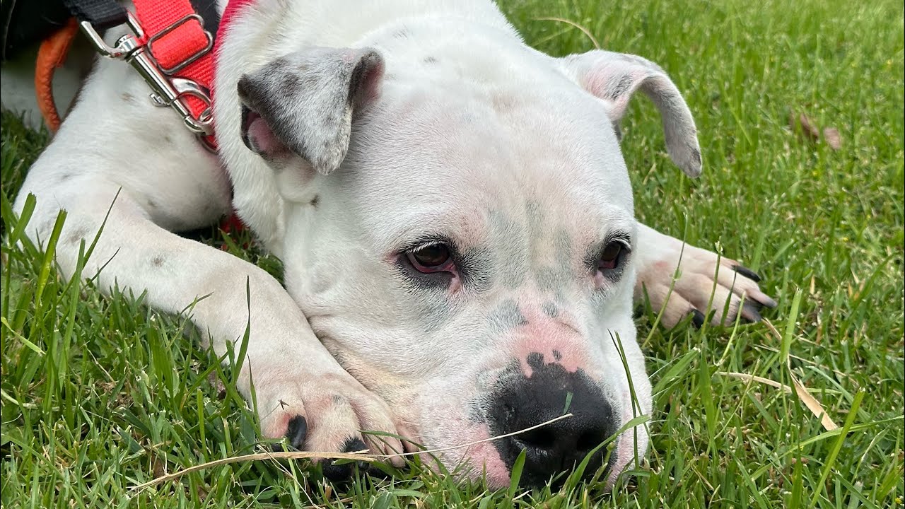 Enlarge Tinkerbell, a Adoptable mixed breed in Torrance, CA video 3/6
