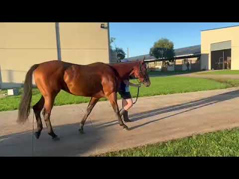 Casual Success at pre-training with Bernie Lowe at Bahram - April 4 - 2022